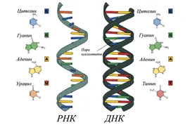 Различната структура на молекулите на ДНК и РНК, което е разликата