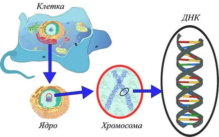 Structura diferită a moleculelor ADN și ARN, care este diferența