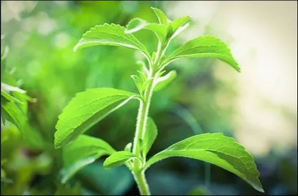Ceaiul Stevia proprietăți utile și demonstrează cum să piardă în greutate