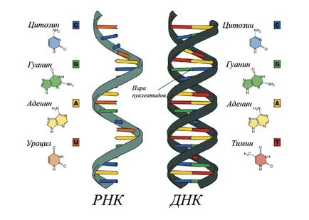 Structura diferită a moleculelor ADN și ARN, care este diferența