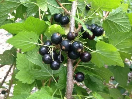 Procesul mucegaiului currant în timpul fructoase