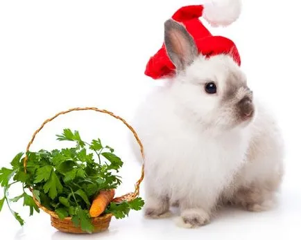 Ceea ce nu se poate hrăni iepurii ornamentali