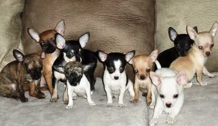 Chihuahua - kutyafajta