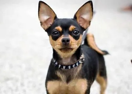 Chihuahua - kutyafajta
