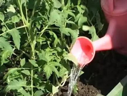 Ei iubesc tomate la plantare și cultivare