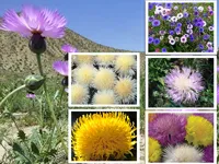 Virágos növények (díszítő) fotók, nevek, milyen növények virágzása