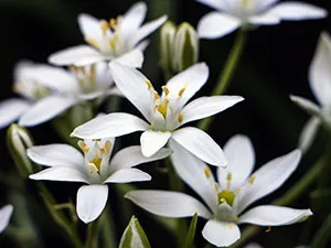 Ornithogalum цвете - засаждане и грижи в открито снимка Ornithogalum, които растат в градината, изглед