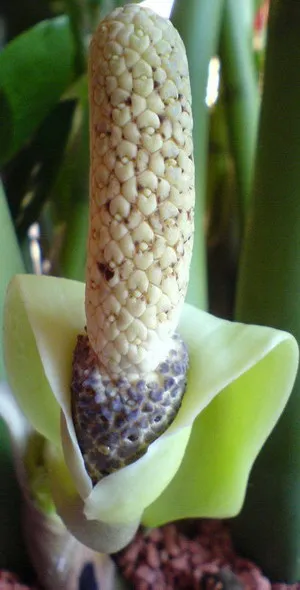 Flower Zamioculcas (copac dolar) rădăcini și tuberculi sunt plante otrăvitoare casa Zamioculcas pe