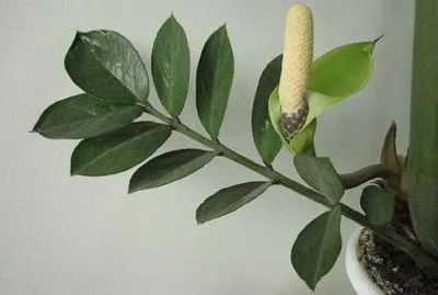 Virág Zamioculcas mérgező-e vagy sem