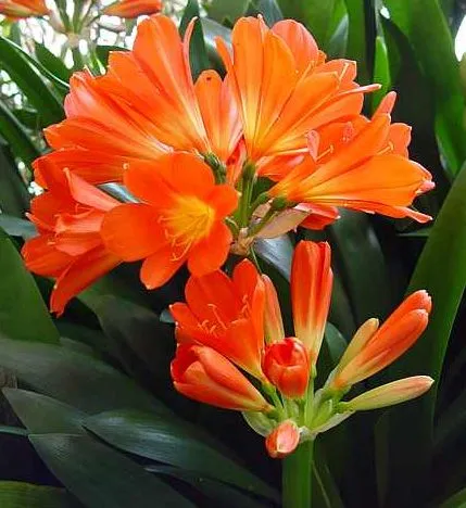 Clivia de flori și de îngrijire