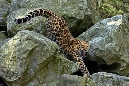 Леопард Амур - величествената бореална котката