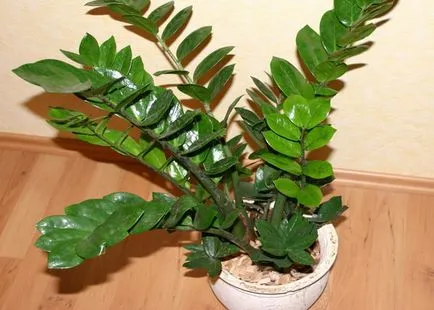 Flower Zamioculcas (copac dolar) rădăcini și tuberculi sunt plante otrăvitoare casa Zamioculcas pe