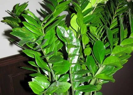 Virág Zamioculcas (dollár fa) gyökerek és gumók mérgező ház növény Zamioculcas on