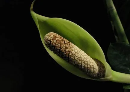 Flower Zamioculcas (copac dolar) rădăcini și tuberculi sunt plante otrăvitoare casa Zamioculcas pe