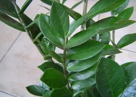 Цвете Zamioculcas (долар дърво) корени и грудки са отровни къща растение Zamioculcas на