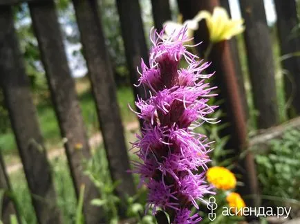 Tsvetik Semitsvetik) grup de flori de grădină și Floristica