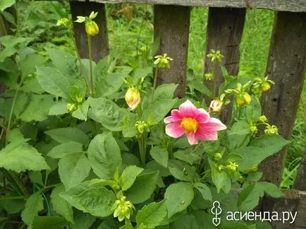 Tsvetik Semitsvetik) grup de flori de grădină și Floristica