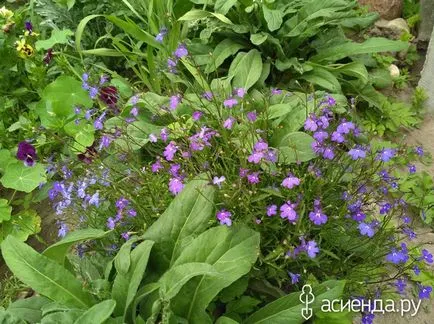 Tsvetik Semitsvetik) grup de flori de grădină și Floristica