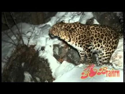 Леопард Амур - величествената бореална котката