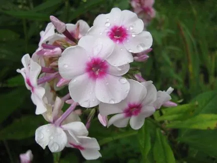 Flori Brumărele cele mai bune vederi cunoscute soiuri și caracteristici de cultivare pe site-ul