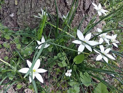 Ornithogalum virág - ültetés és ápolás a szabadban fotó Ornithogalum, nő a kertben, kilátás