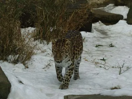 Az Amur leopárd - a fenséges északi macska