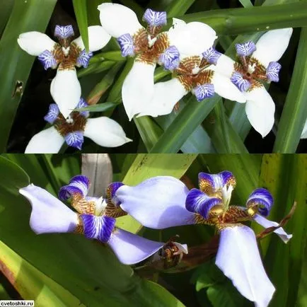 neomarika flori sau mersul pe jos fotografie iris, de îngrijire la domiciliu