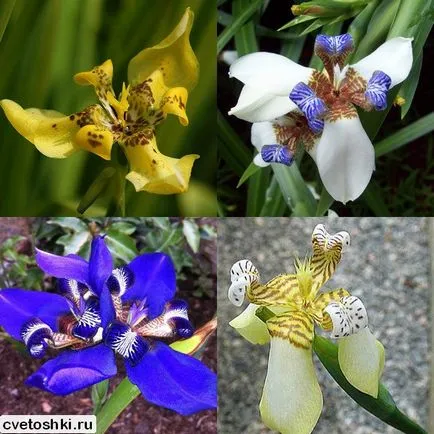 neomarika flori sau mersul pe jos fotografie iris, de îngrijire la domiciliu