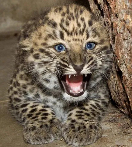 Az Amur leopárd - a fenséges északi macska