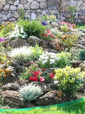iarbă ornamental în grădină ierburi de design fotografie în paturi de flori, paturi de flori și peluze