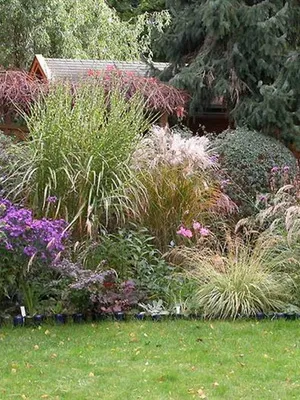 iarbă ornamental în grădină ierburi de design fotografie în paturi de flori, paturi de flori și peluze