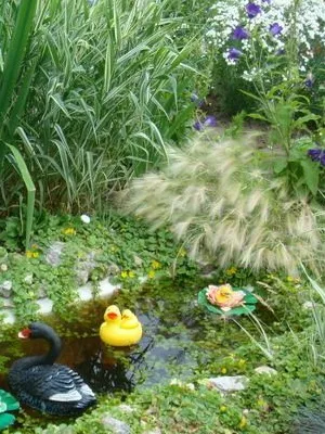 iarbă ornamental în grădină ierburi de design fotografie în paturi de flori, paturi de flori și peluze