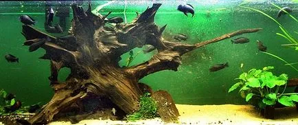 Осъществяване Driftwood на аквариум