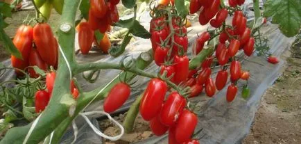 soiuri de tomate pentru sere determina nedeterminate tomate și o mai bună cultivare,