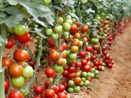 soiuri de tomate pentru sere determina nedeterminate tomate și o mai bună cultivare,