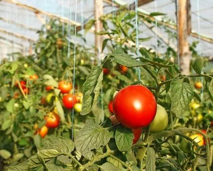 soiuri de tomate pentru sere determina nedeterminate tomate și o mai bună cultivare,