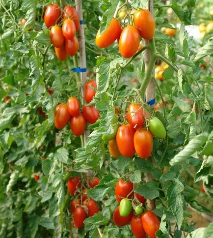 soiuri de tomate pentru sere determina nedeterminate tomate și o mai bună cultivare,