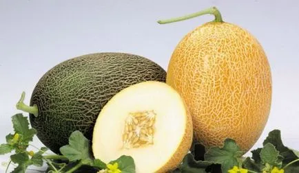 Melon descrierea ananas soiului și comparând speciile de cultură ananas