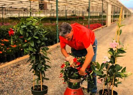 Dipladeniya ápolási otthon, egyre télen és nyáron