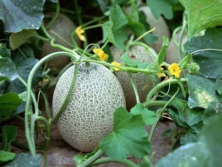 Melon ananász fajok és fajták, a mezőgazdasági kultúra