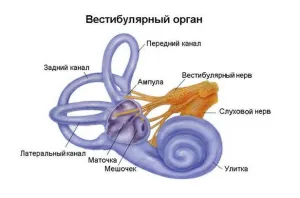 Доброкачествена позиционен световъртеж причинява лечението