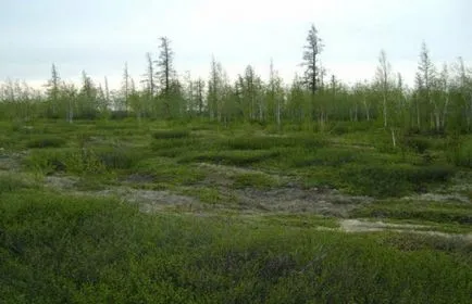 Drumul de la Novy Urengoy la Yamburg