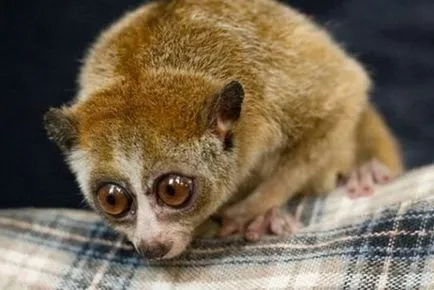 Acasă lemur