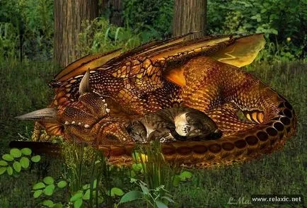 Dragon и коте relaksik