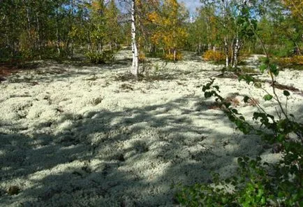 Пътят от Нови Уренгой да Yamburg