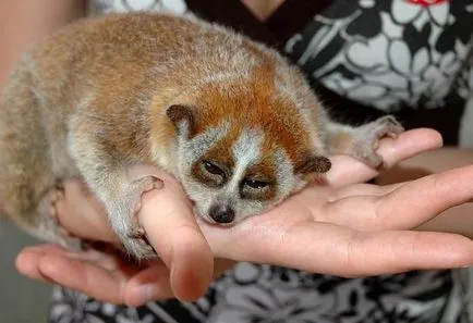 Acasă lemur