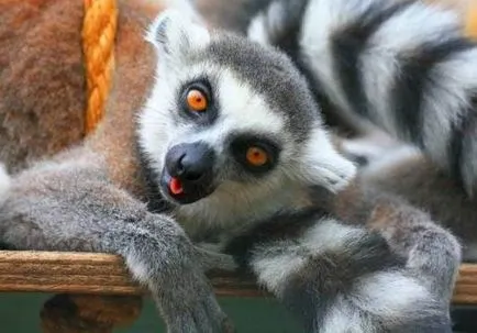 Főoldal lemur