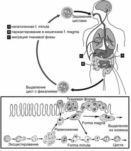 Entamoeba histolytica (Entamoeba histolytica)