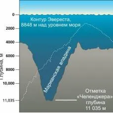 Ефектът на отпечатване при животните среда