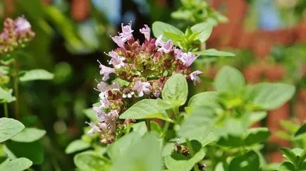 Oregano bucurie delicat și parfumat de munte